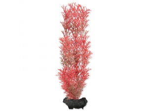 Rostlina TETRA Foxtail Red 15cm