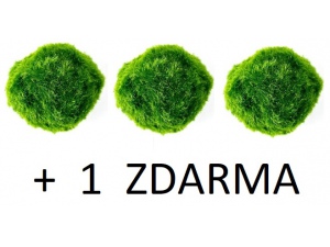 Řasokoule zelená (cladophora aegagropila) 3-4 cm 3 ks + 1 ZDARMA