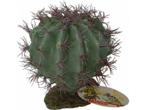 Melon Cactus 22cm